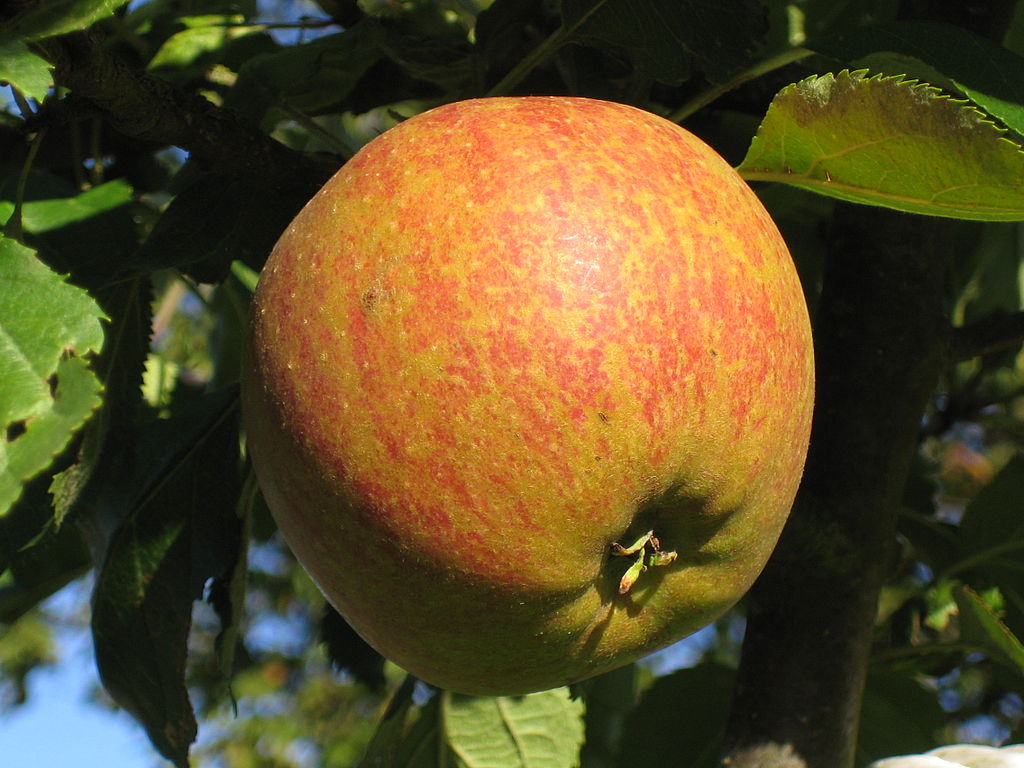 Cox's orange pippin on sale apples for sale