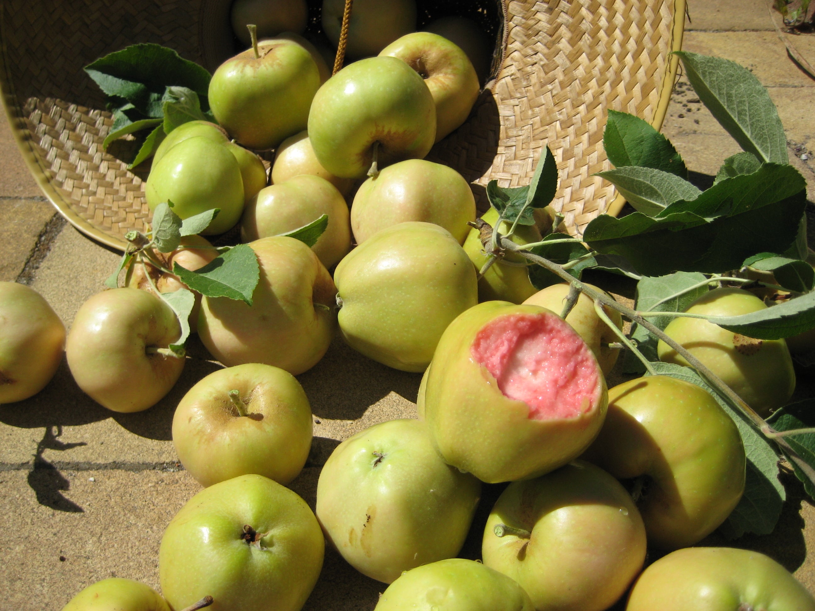 pink pearl apples