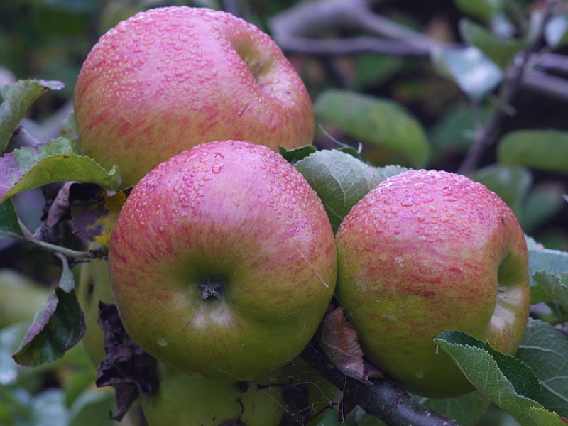 Apple "Bramley's Seedling" Potted (3 Gal)