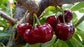 Cherry "Skeena"