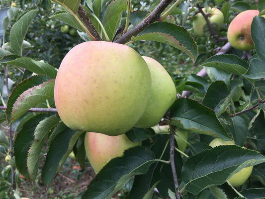 Apple "Mutsu" Potted (3 Gal)