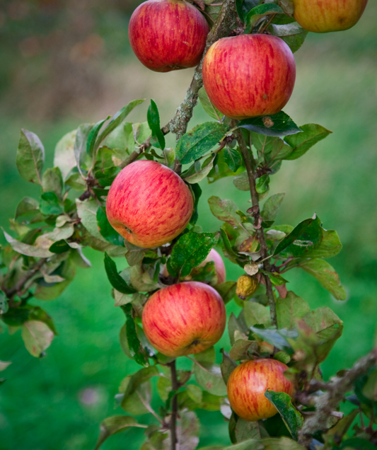 Apple "Rubinette"